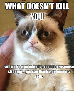 Grumpy Cat