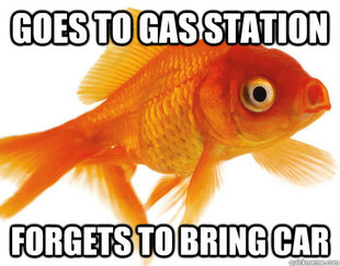 Forgetful Fish