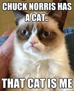 Grumpy cat
