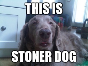 10 Dog