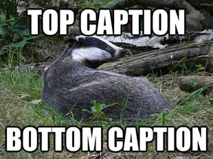Bastard Badger