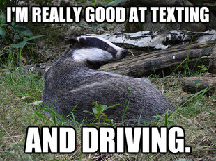 Bastard Badger