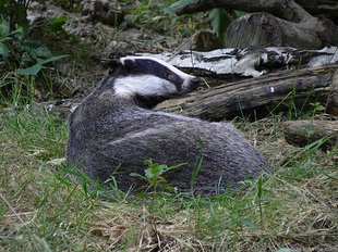 Bastard Badger