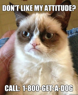 Grumpy Cat