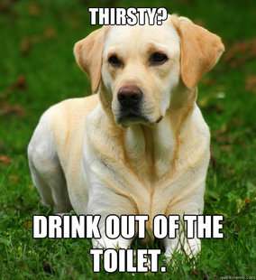 Dog Logic