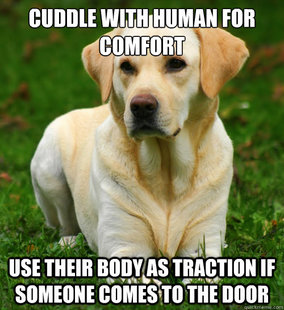 Dog Logic
