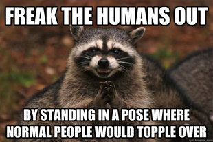 Evil Plotting Raccoon