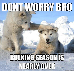 Caring Husky