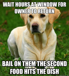 Dog Logic