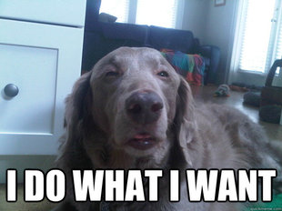 10 Dog
