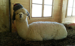 Llama