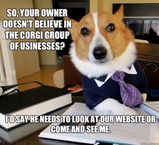 Lawyer Dog