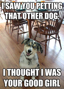 overly attached dog