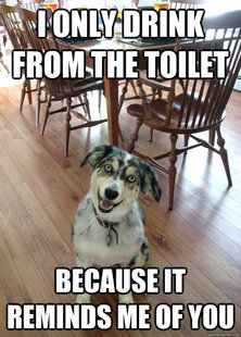 overly attached dog