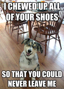 overly attached dog