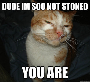Cool Cat Craig
