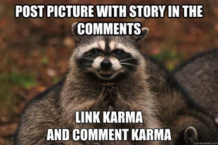 Evil Plotting Raccoon