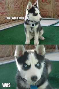 Insanity puppy