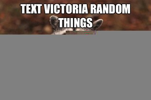Evil Plotting Raccoon