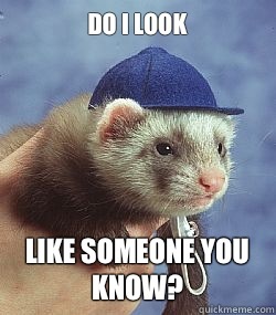 Scumbag ferret