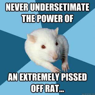 Psychology Major Rat