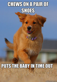 Ridiculously Photogenic Puppy