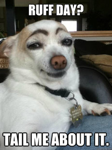 Skeptical Pup