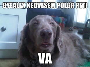 10 Dog