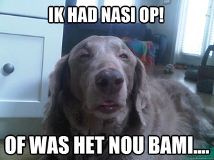 10 Dog
