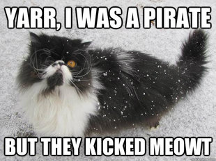 pirate cat