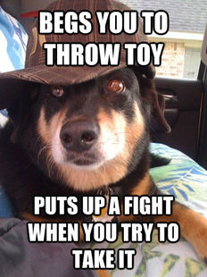 Scumbag Dog