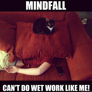 jealous cat