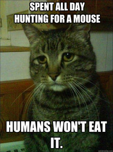 Depressed cat