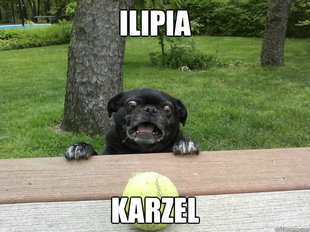 Berks Dog