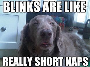 10 Dog