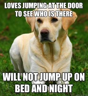 Dog Logic