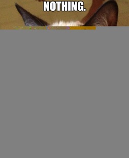 Grumpy Cat