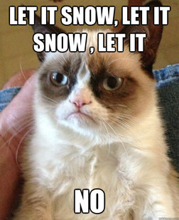 Grumpy cat