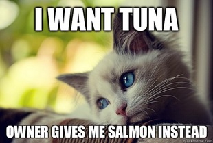 First World Cat Problems
