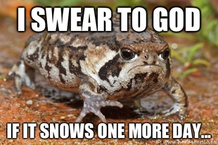 grumpy toad