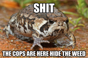 grumpy toad