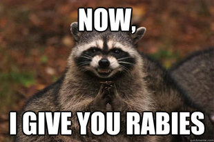 Evil Plotting Raccoon
