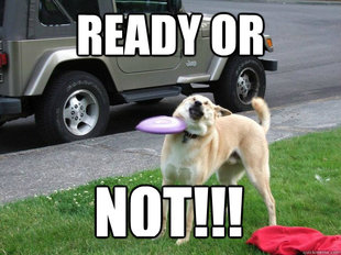 Uncoordinated dog