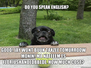 Berks Dog