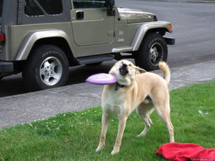 Uncoordinated dog