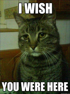 Depressed cat