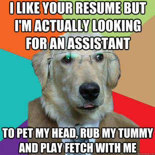 Business Dog