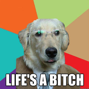 Business Dog