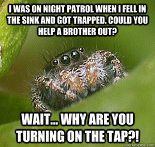 Misunderstood Spider