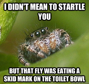 Misunderstood Spider